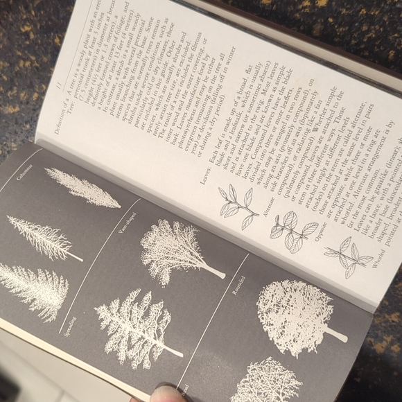 The Audubon Society Field Guide to North American Trees Eastern Region - Picture 4 of 7